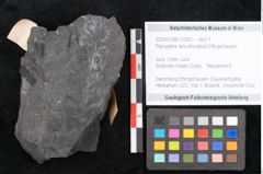 Foto (Objekt + Etikett) von Pecopteris tenuifrondosa Ettingshausen (NHMW-GEO-2024-0188-10283)